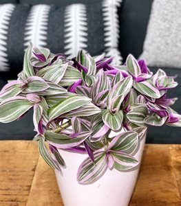Tradescantia
